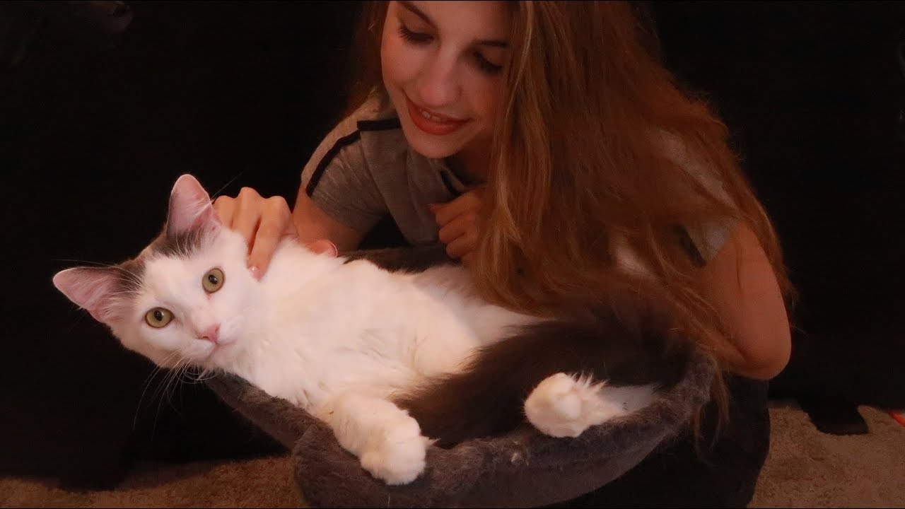 Soft petting. ASMR Kitty.